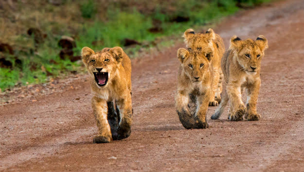 Kenya travel and safari experience